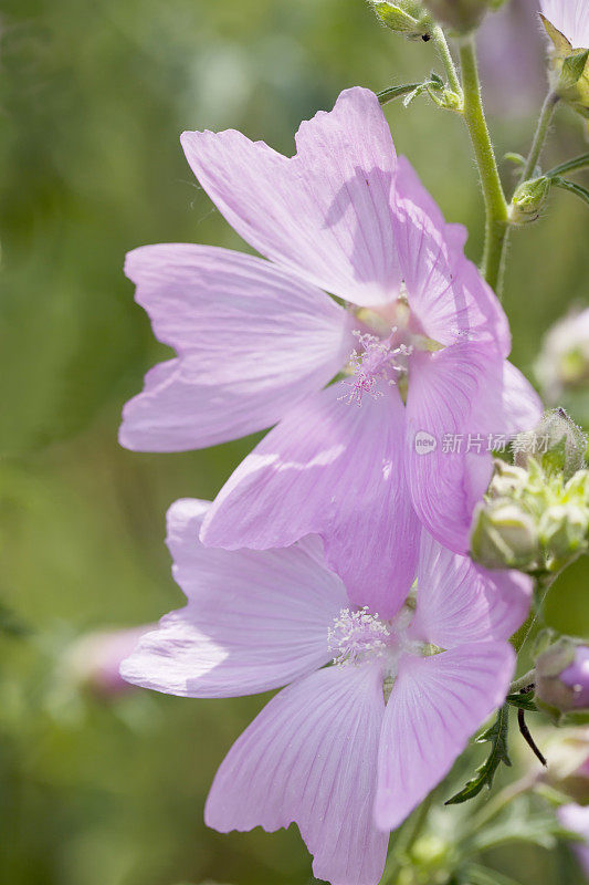 锦葵(Malva moschata)